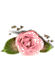 [1-55x38-rose-TR-bot252.gif]
