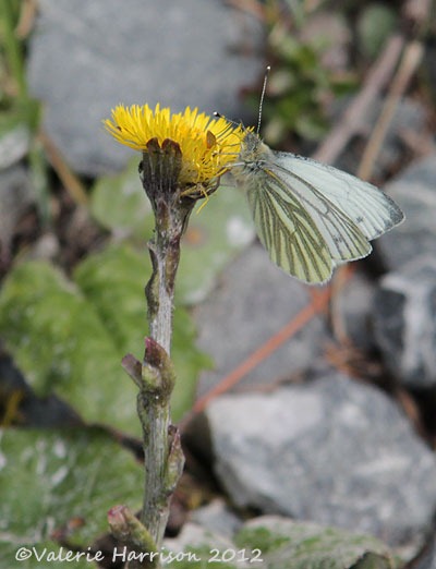 [21-green-veined-white-on-coltsfoot%255B2%255D.jpg]