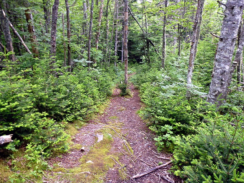 [04v2----Hike---Thompson-Trail-to-Bog.jpg]