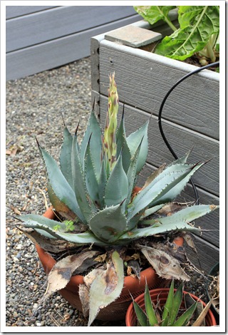 130506_Agave-parryi-with-flower-spike_03