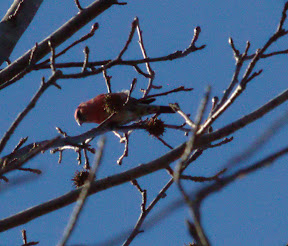 Male White-winged Crossbill, Losen Slote Creek Park, Little Ferry, NJ, 1/27/13