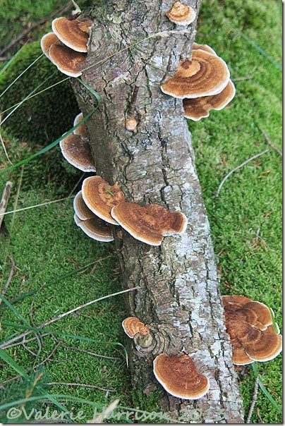 4-bracket-fungi