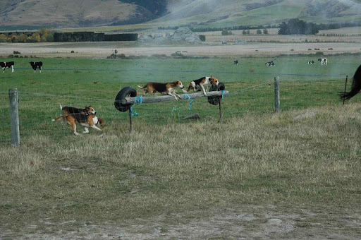 Hounds in action
