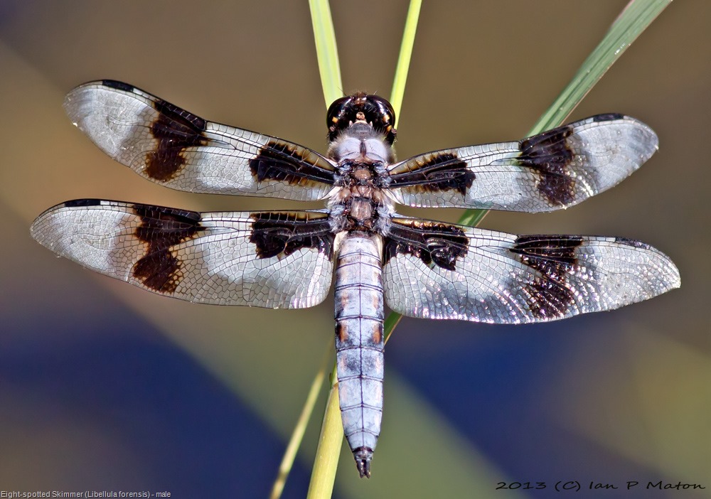 [Eight-spotted%2520Skimmer%2520%2528Libellula%2520forensis%2529%2520%255B10%255D.jpg]