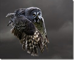 owl-flying