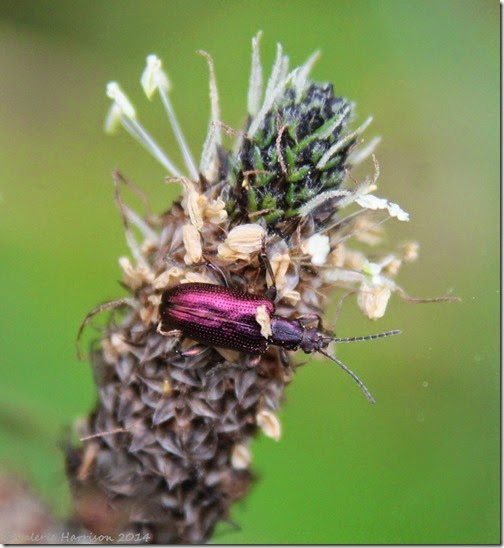 21 Reed-Beetle-Plateumaris-sp