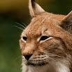 European Lynx.jpg