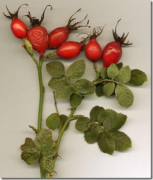 rosehips