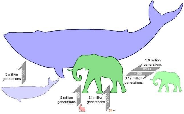 [velocidad-evolucion4.jpg]