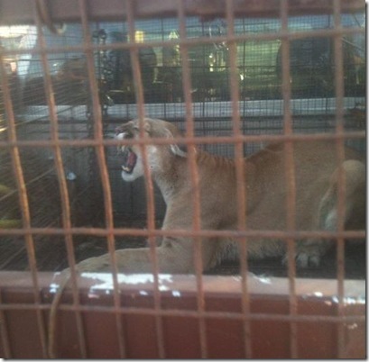 mountainlion mountainlion