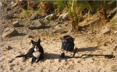 Blythe Detecting Dog (2) Blythe Detecting Dog (2)