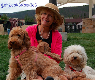 Labradoode Breeder with Mama's and Puppies