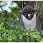 The lesser spot-nosed monkey