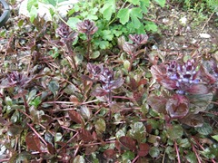 DSCF2264