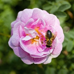 Dog-Rose