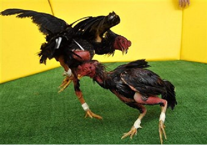 [tarung%255B2%255D.jpg]