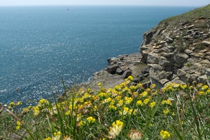 Kidney Vetch Kidney Vetch