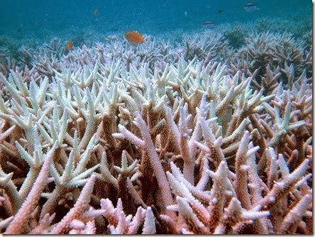 coral1 coral1