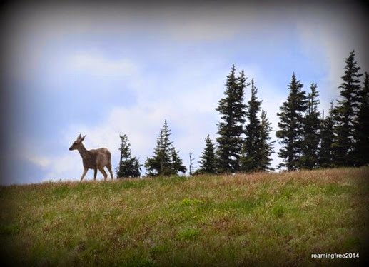 Deer on the hill