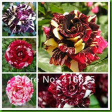 MENTIRA 19 New-Rose-Seeds-5-Different-Colors-Rare-Cream-Rose-Light-Fragrance-Novelty-Colouring-Of-Burgundy.jpg_220x220