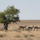 These springbok have figured out how to share the limited shade.