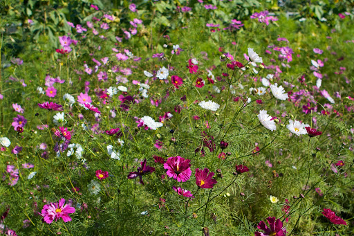 The name cosmos comes from the Greek word for harmony or ordered universe, apparently referring to the evenly placed petals of these pretty blooms. The name cosmos comes from the Greek word for harmony or ordered universe, apparently referring to the evenly placed petals of these pretty blooms.