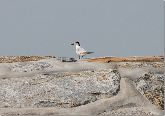 tern tern