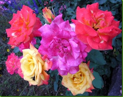 Rosa MIRACLE Rosa MIRACLE