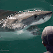 shark.gif