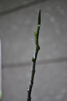 DSC_6130.JPG