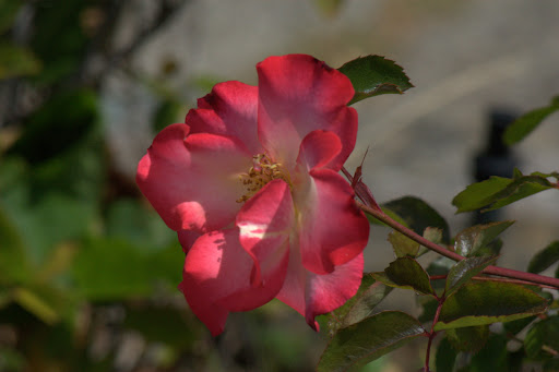 Treating mothers to the best, no less