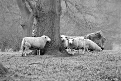 Sheep-at-Riseholme