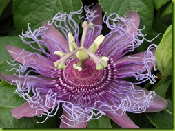 Passiflora[3]