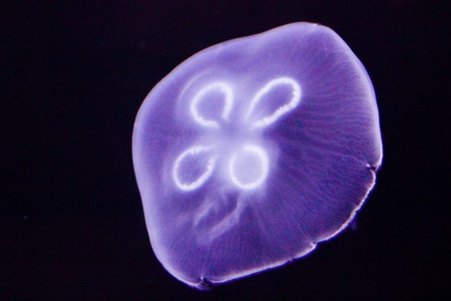 [MoonJellies2%2520%25281%2520of%25201%2529%255B4%255D.jpg]