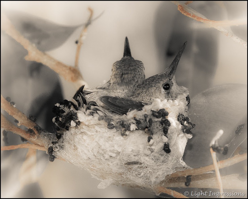 Light Impressions-Two Hummingbirds in Nest