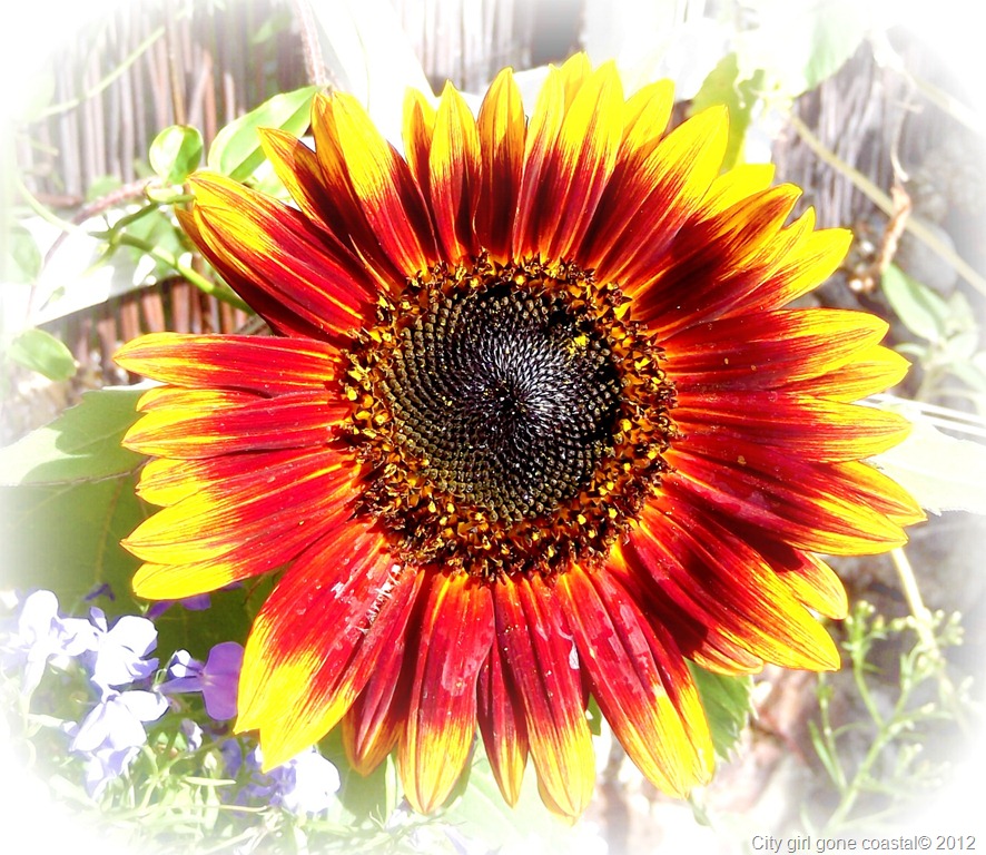 [sunflower%255B4%255D.jpg]