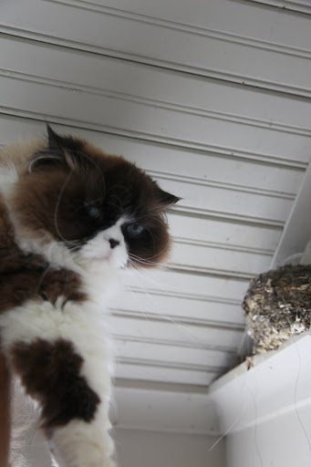 Oh no! - Mummy's back and she doesn't sound too happy.