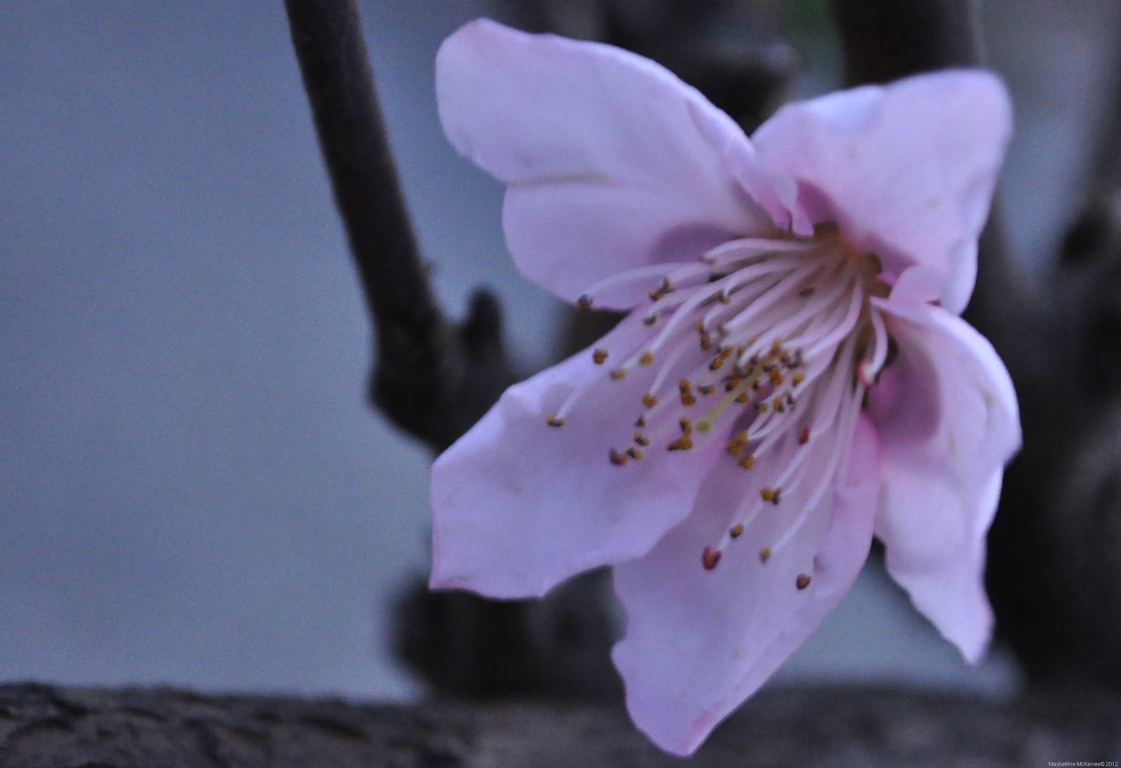 [DSC_2264%255B8%255D.jpg]