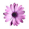 [stock-photo-purple-flower-isolated-with-clipping-path-on-white-550771%255B16%255D.jpg]