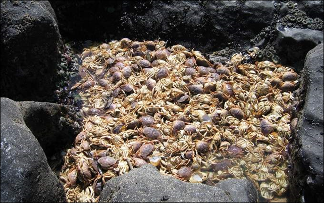 Dead crabs washed ashore in 2004 on the central Oregon coast, near the town of Yachats, during low oxygen condition in Oregon coastal waters. Photo: ELIZABETH GATES