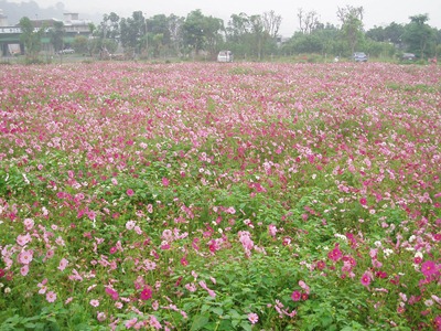 鹿鳴花園-04 鹿鳴花園-04