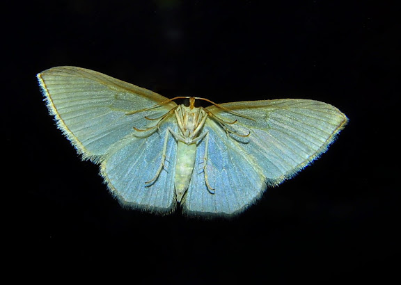 Geometridae : Larentiinae : Asthenini : Poecilasthena pulchraria DOUBLEDAY, 1843, verso. Umina Beach (New South Wales, Australie), 10 mai 2011. Photo : Barbara Kedzierski