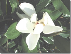 Ed Gorey house magnolia blossom open 2