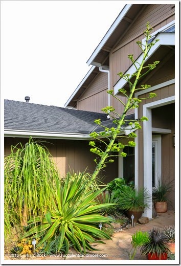My flowering agave is leaking