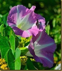 Sachuest 8-11 Morning Glory with Wasp D7K_2950 August 11, 2011 NIKON D7000