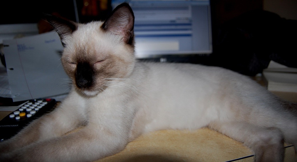 [catcomputer23.jpg]