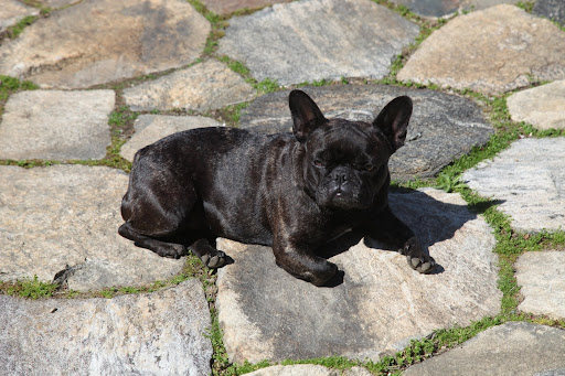 OMG! Ooh-la-la!!!  Is that our handsome little G.K?
