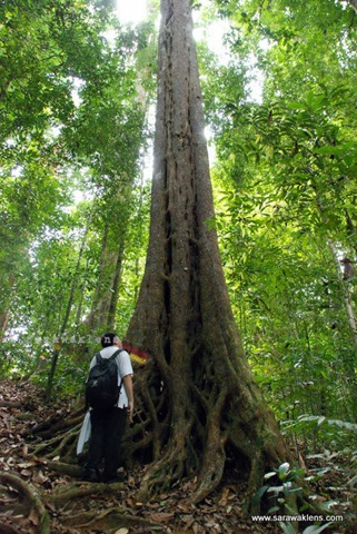 gunung_gading_summit_hike_14