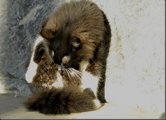 kissa 036 kissa 036