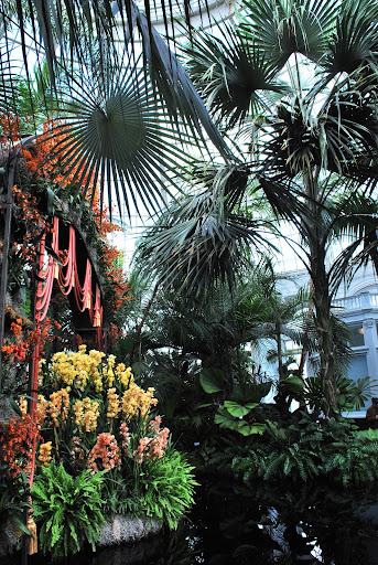 The NYBG has palms from around the world. They were a beautiful compliment to the orchids.